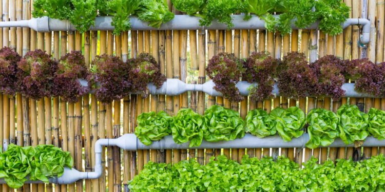 Horta Vertical em casa e super fácil Créditos: depositphotos.com / Piyachok