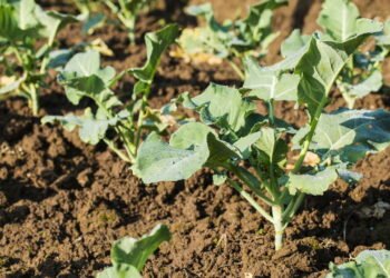 Cuidados essenciais para prevenir doenças em hortaliças e otimizar a colheita