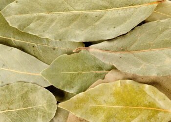 Por que o louro é mais do que só um temperinho? Conheça seus benefícios