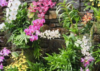 Aprenda a cultivar orquídeas dentro de casa do jeito certo!