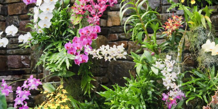 Aprenda a cultivar orquídeas dentro de casa do jeito certo!