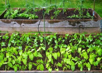 Como utilizar menos água na jardinagem sem comprometer as plantas