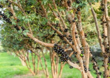 Como garantir jabuticabeiras cheias de frutos em ambientes pequenos