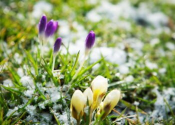 Cuidados com a rega no inverno! O que fazer para evitar danos