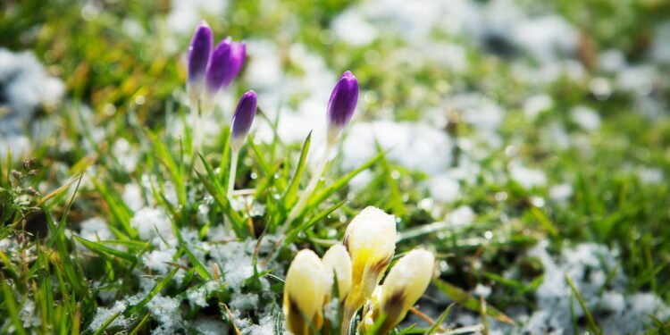 Cuidados com a rega no inverno! O que fazer para evitar danos