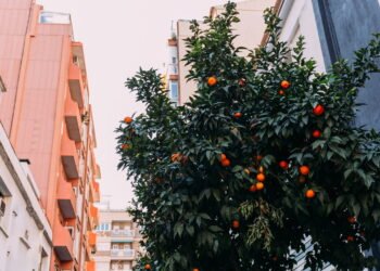 Do vaso à fruta! Como cultivar laranjeiras e obter uma colheita rica