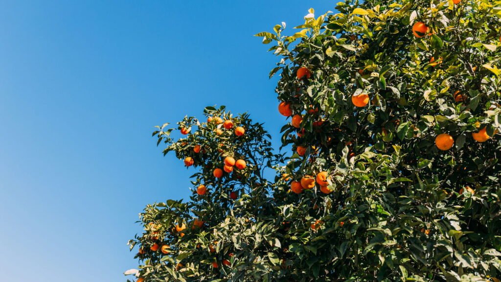 Quer colher laranjas em casa? Veja como plantar laranjeiras em vasos