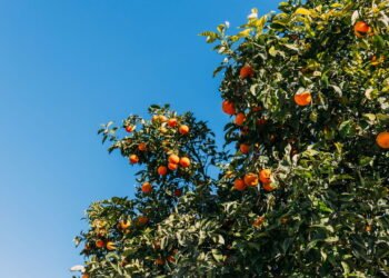 Quer colher laranjas em casa? Veja como plantar laranjeiras em vasos