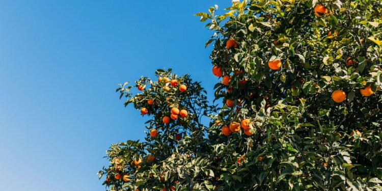 Quer colher laranjas em casa? Veja como plantar laranjeiras em vasos