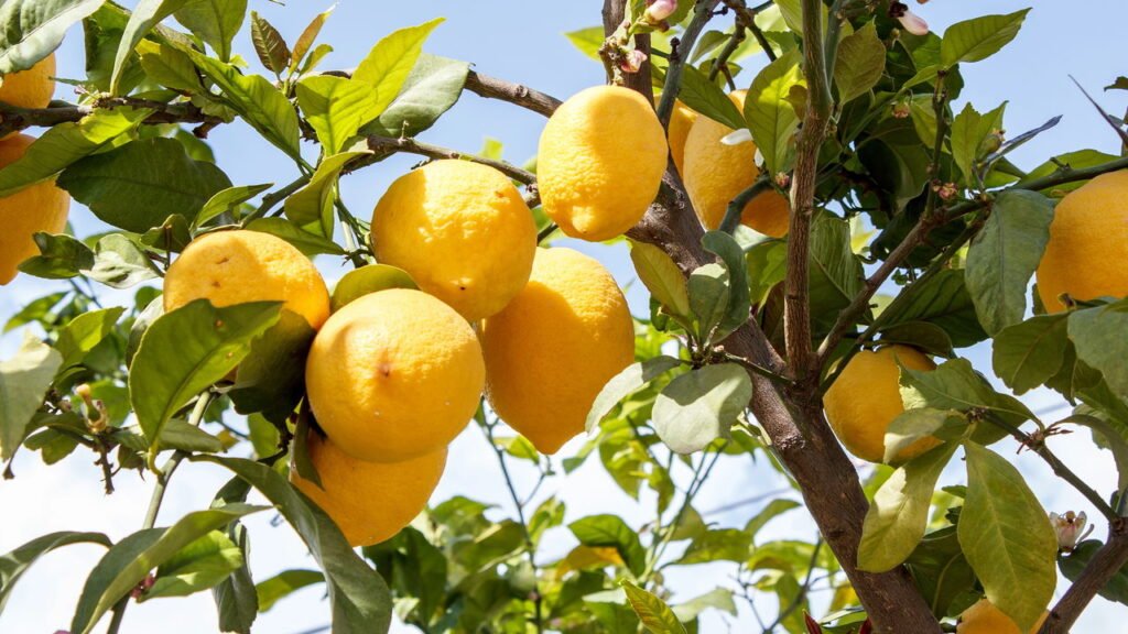 Aprenda a cultivar limões Siciliano e Tahiti em casa e garantir uma colheita abundante