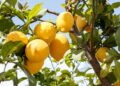 Aprenda a cultivar limões Siciliano e Tahiti em casa e garantir uma colheita abundante
