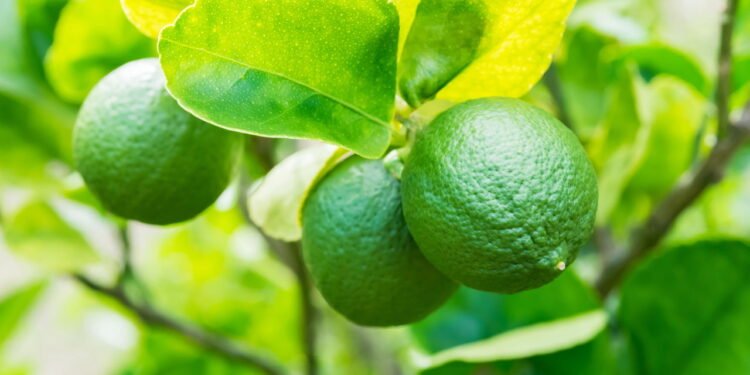 Aprenda uma técnica simples para germinar sementes de limão e cultivar um limoeiro frutífero em menos de 30 dias com este método caseiro.