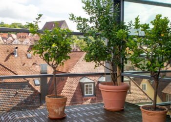 Aprenda a cuidar do seu limoeiro e aumentar a produção de frutos