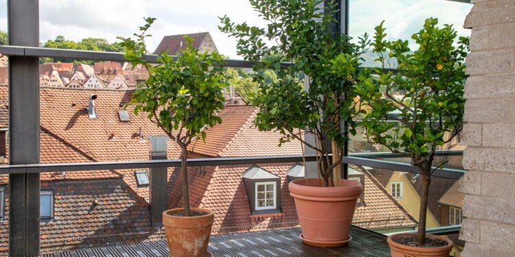 Aprenda a cuidar do seu limoeiro e aumentar a produção de frutos