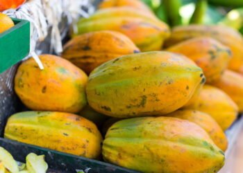 Guia completo do cultivo de mamão, veja dicas para uma colheita farta