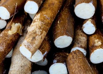 Aprenda a plantar mandioca com essas dicas simples