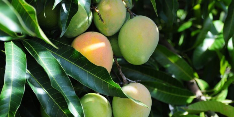 Aprenda a Cultivar Manga em Casa: Técnicas e Dicas Infalíveis