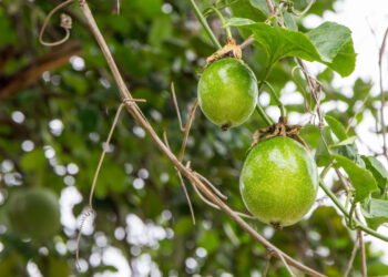 Como ter uma colheita de maracujá saborosa no seu próprio jardim