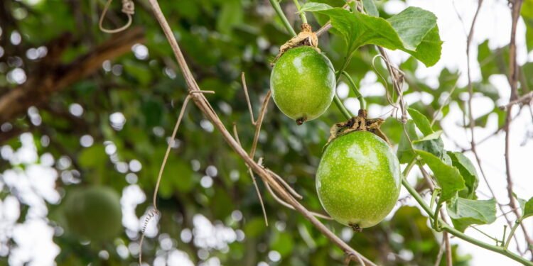 Como ter uma colheita de maracujá saborosa no seu próprio jardim