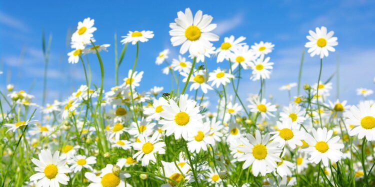 Estas flores nascem rápido e são perfeitas para quem quer cor no jardim logo