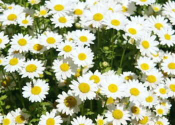 Jardim sem vida? Margaridas podem resolver esse problema