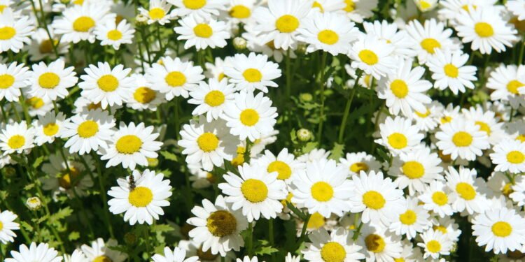 Margaridas - Créditos: depositphotos.com / seoleung