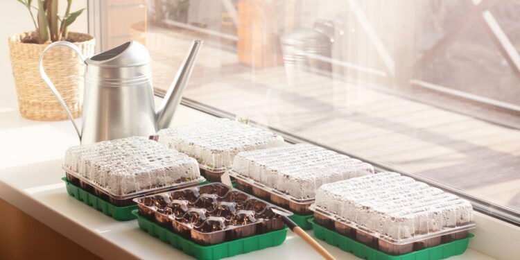 Ideia de mini estufa - Créditos: depositphotos.com / Marina_Tikhonova