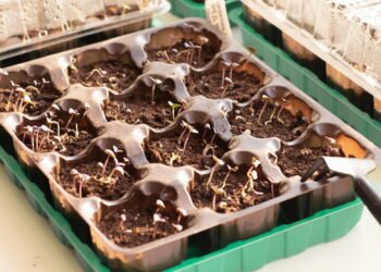 Plantas perfeitas para cultivar em uma mini estufa caseira