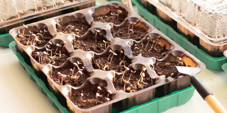 Plantas perfeitas para cultivar em uma mini estufa caseira