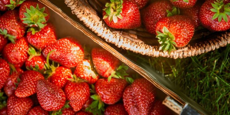 Como o consumo do morango pode prevenir o câncer?