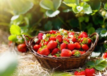 O truque para plantar morangos em casa e ter frutas frescas o ano todo