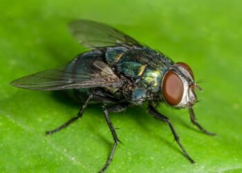 Moscas são o futuro para um agro inovador e mais sustentável