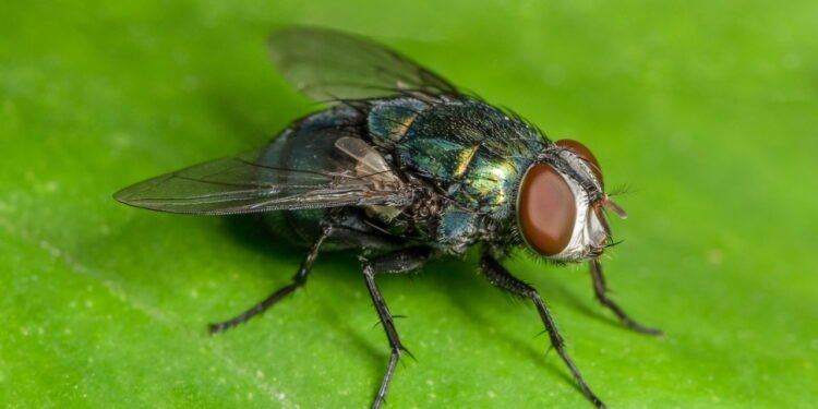 Moscas são o futuro para um agro inovador e mais sustentável