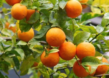 Tenha Laranjeiras em Vasos na sua casa Créditos: depositphotos.com / Flik47