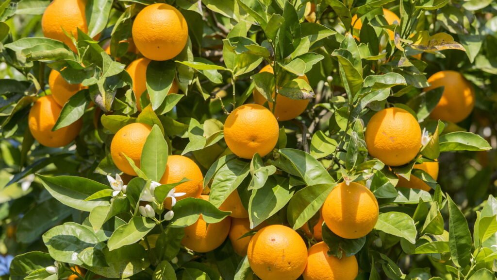 Pé de laranja Créditos: depositphotos.com / urf