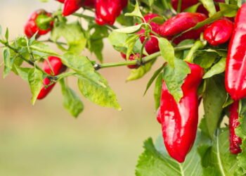 Aprenda como plantar pimenta em casa com dicas simples