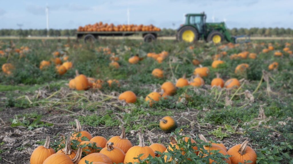 Como plantar abóboras de um jeito simples e prático