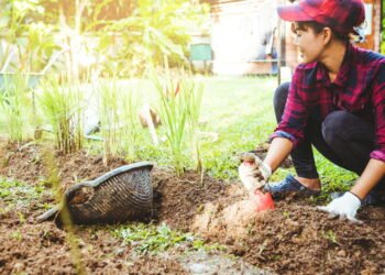 Limão em Casa: Como Plantar, Cuidar e Colher de Forma Simples