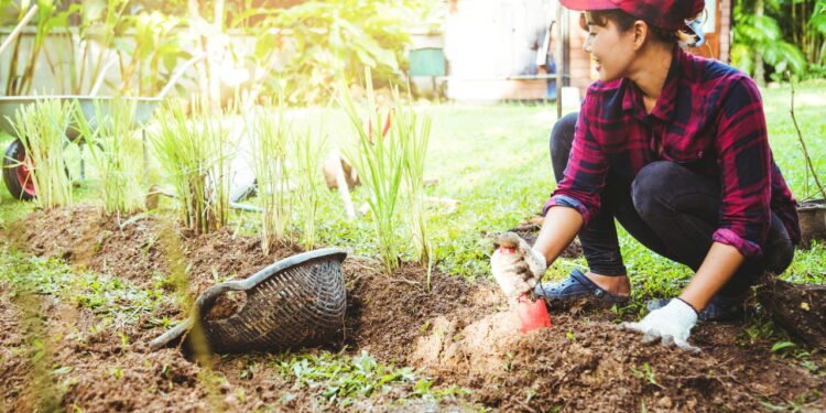 Limão em Casa: Como Plantar, Cuidar e Colher de Forma Simples