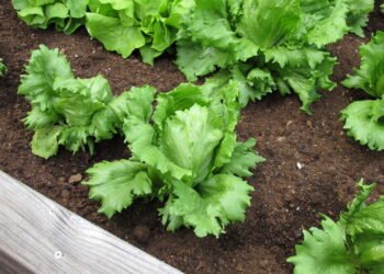 Como Plantar Alface Americana em Vasos e Ter Hortaliças Sempre Frescas super dicas