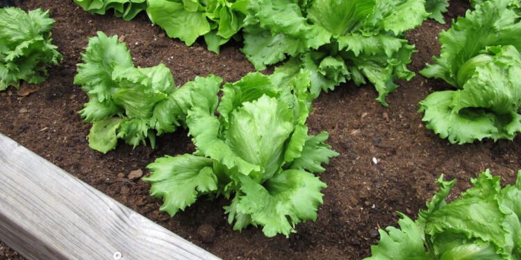 Como Plantar Alface Americana em Vasos e Ter Hortaliças Sempre Frescas super dicas