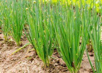 Plantar Cebolinha em casa ficou fácil! Aprenda o truque definitivo!
