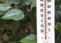 Temperaturas extremas? Saiba como manter seu jardim saudável