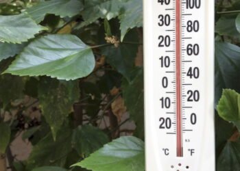 Temperaturas extremas? Saiba como manter seu jardim saudável