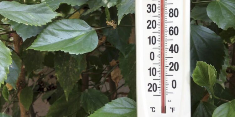 Temperaturas extremas? Saiba como manter seu jardim saudável