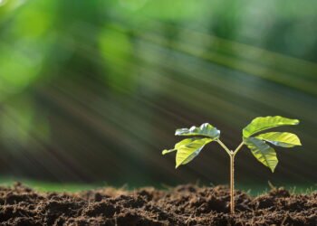 Como garantir hortaliças saudáveis mesmo com pouca luz