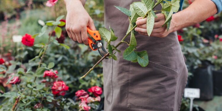 Poda no jardim - Créditos: depositphotos.com / SashaKhalabuzar