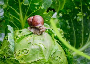 Soluções naturais para eliminar pragas comuns do seu jardim