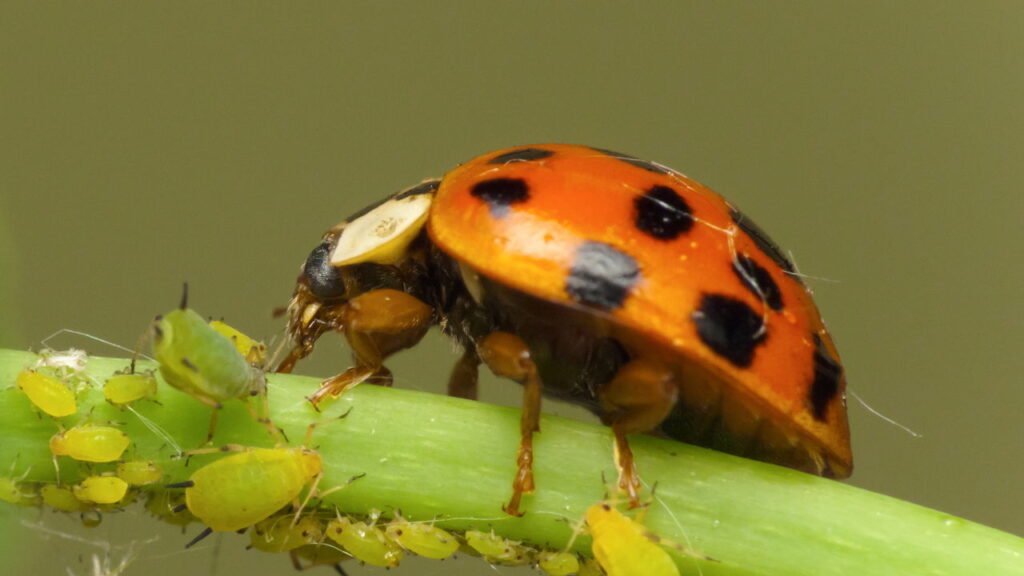 Como manter seu jardim livre de pragas de forma natural