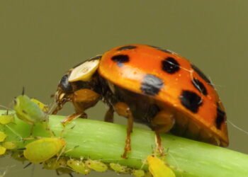 Como manter seu jardim livre de pragas de forma natural